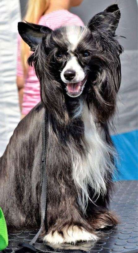 Kentucky Derby Ipsi Grand