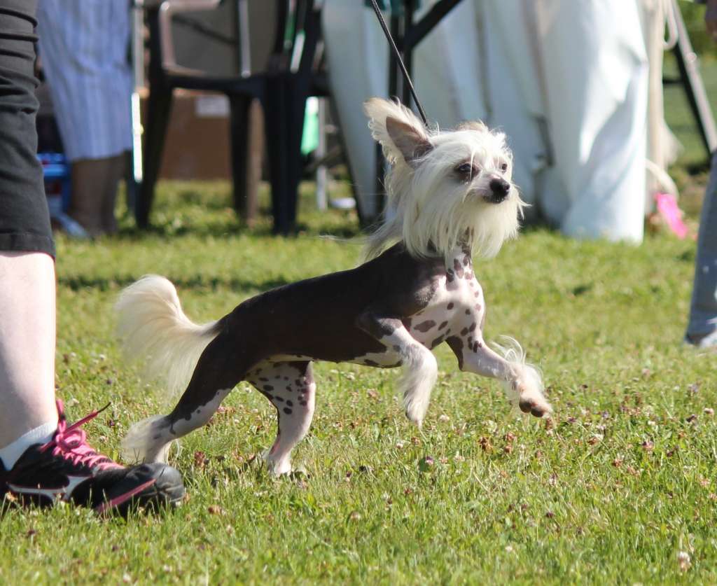 Gardine Aurora Borealis