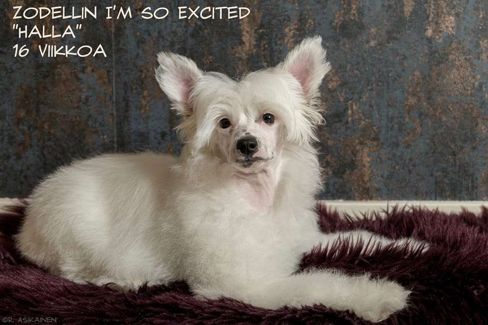 Zodellin I'm So Excited