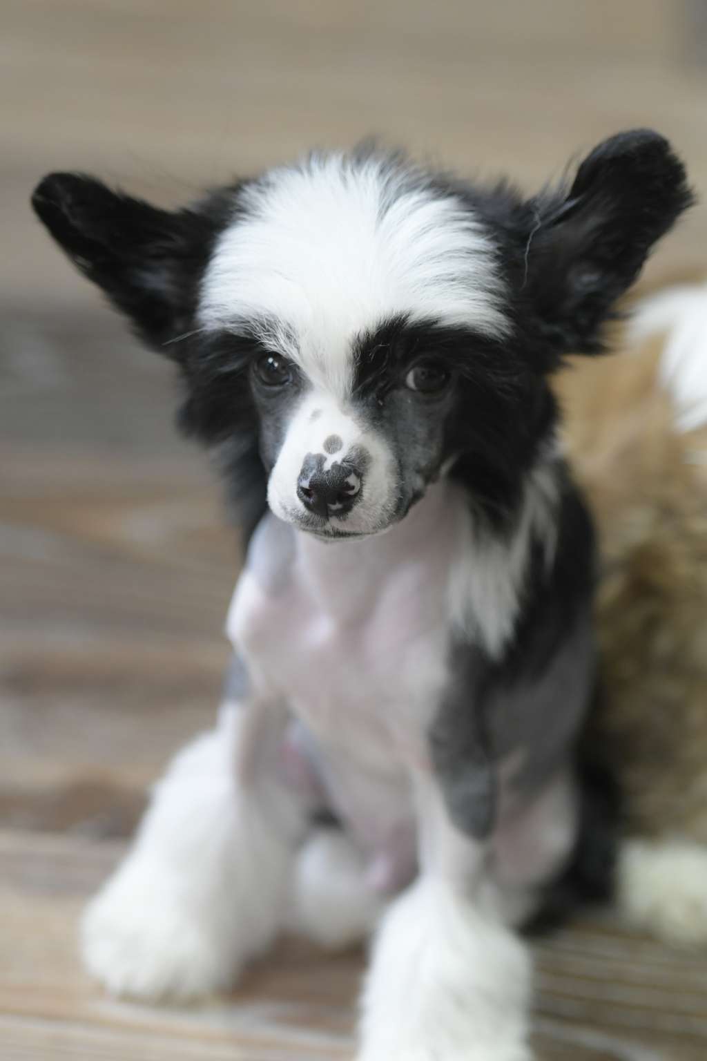 HitLine Ltd Unique in The Galaxy