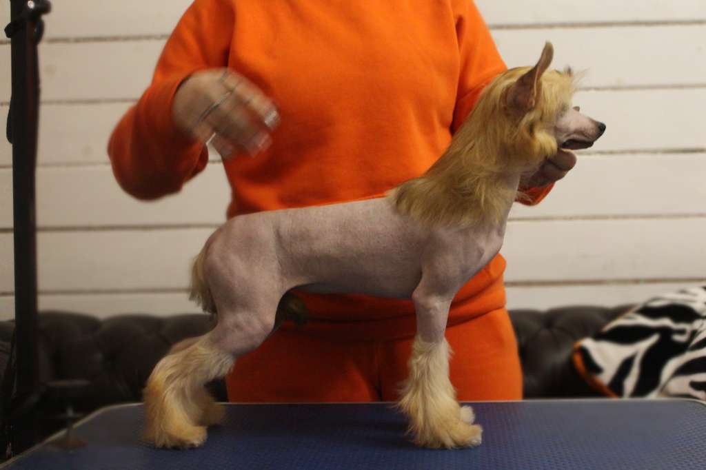 Ognenny Lotos Verona