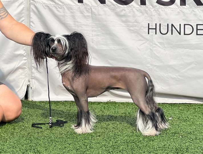 Girls Girls Just like a Black Opal