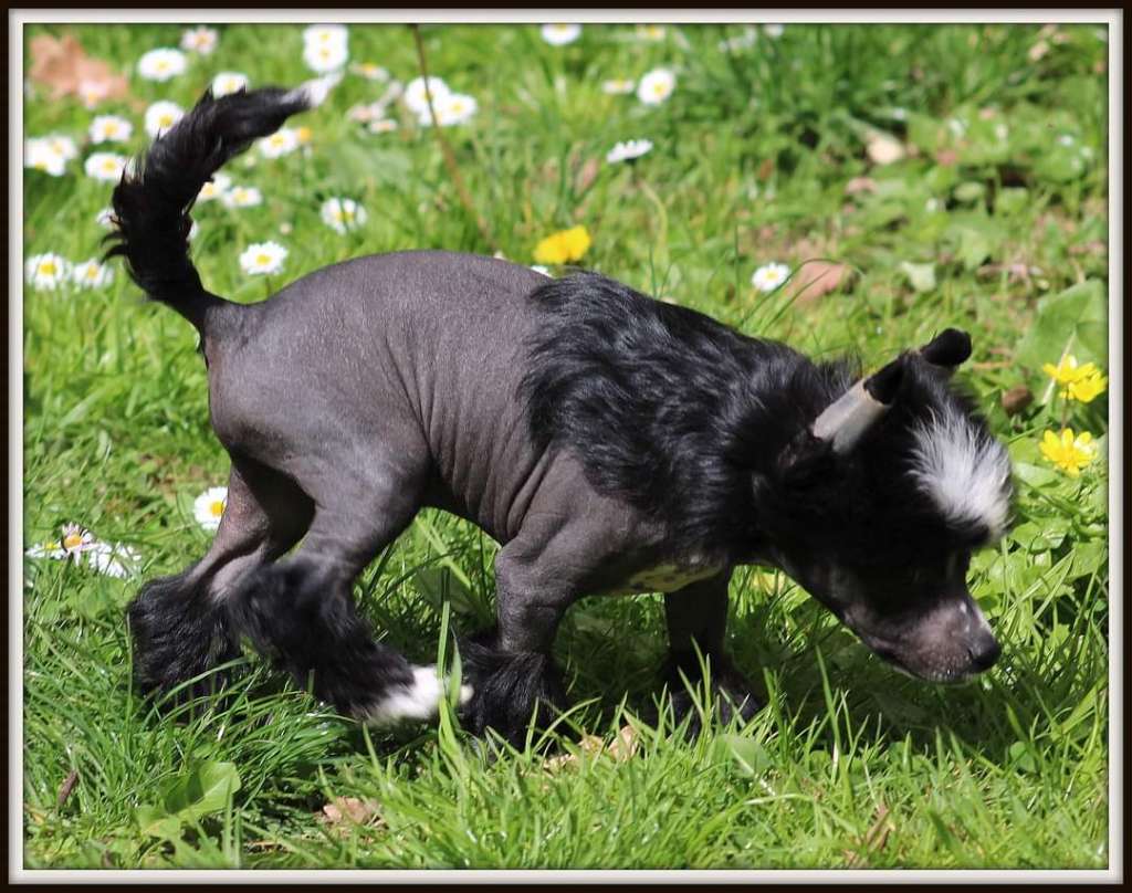 the great pretender du pavé de varennes