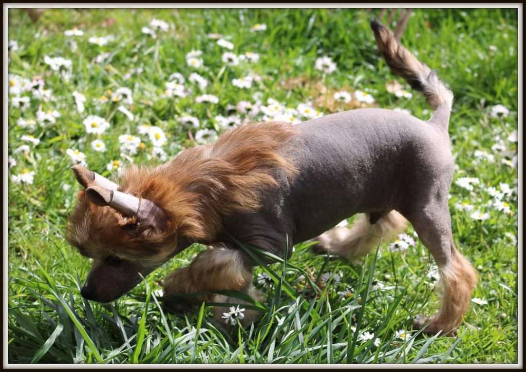 theodore du pavé de varennes