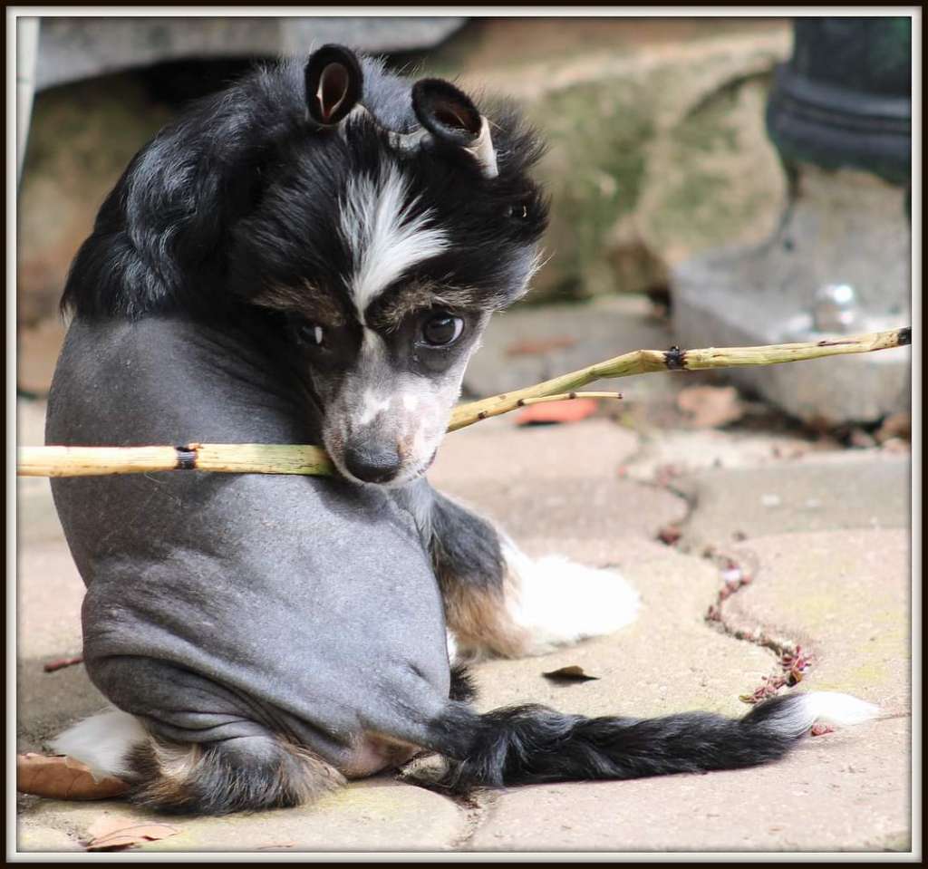 twilight du pavé de varennes