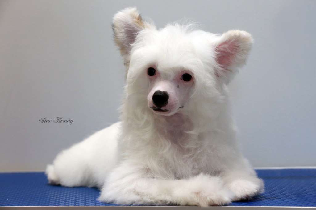 Star Beauty Matreshka