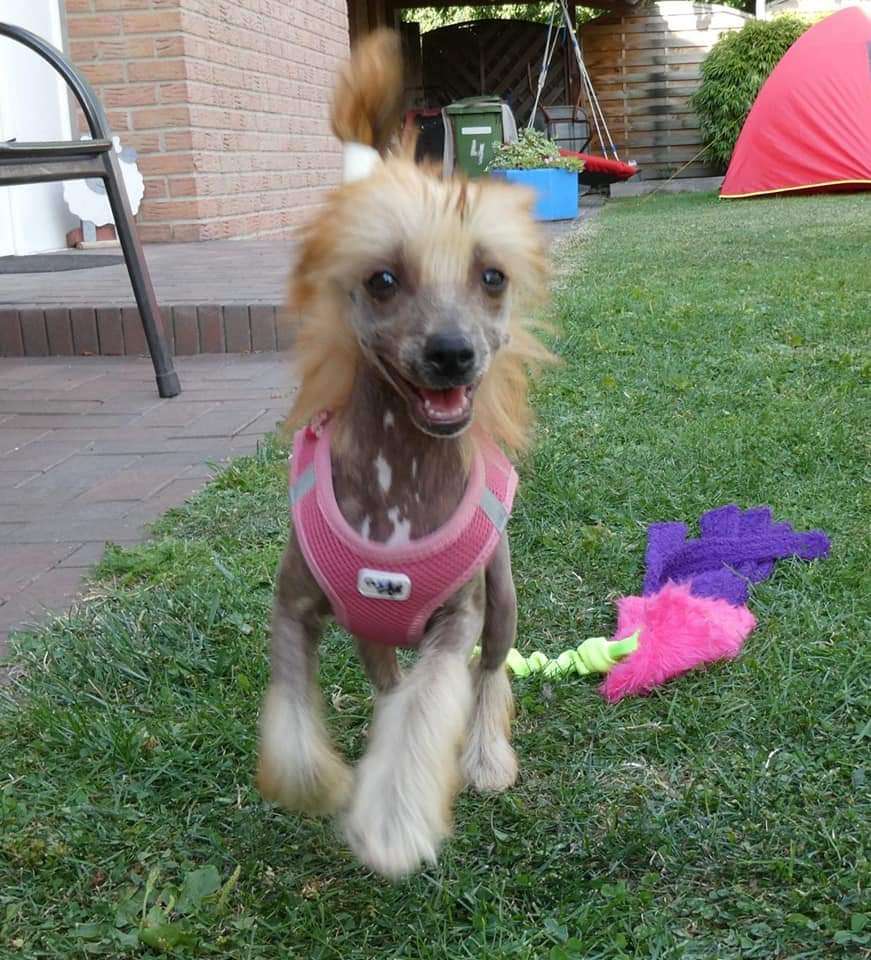 Joy in the future Laminacka