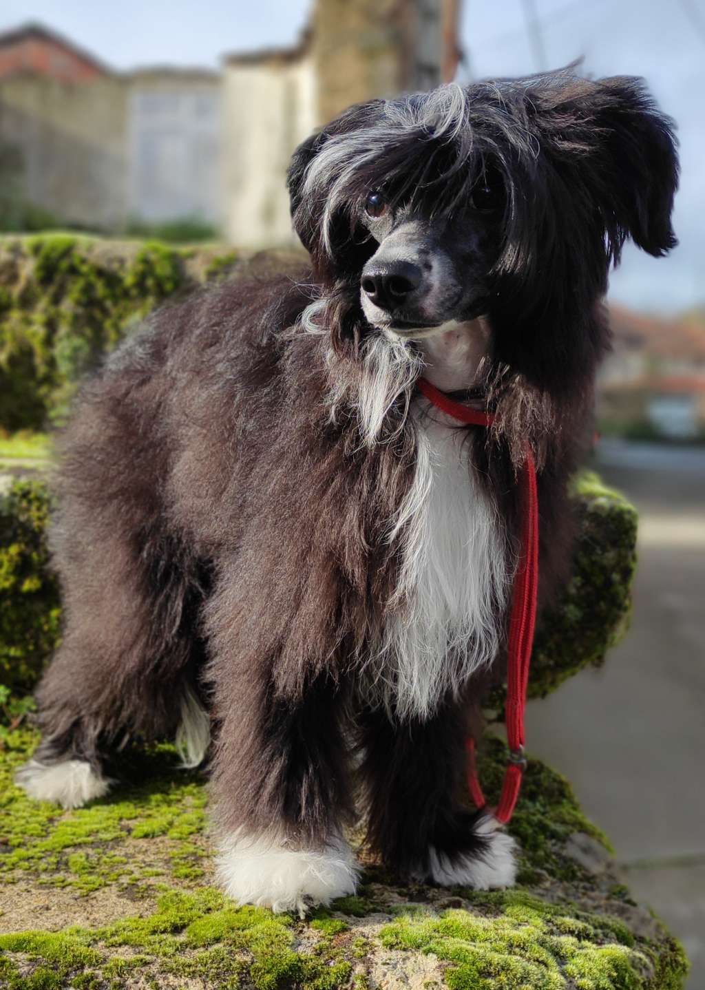 La Orden del Fénix Frida Kahlo