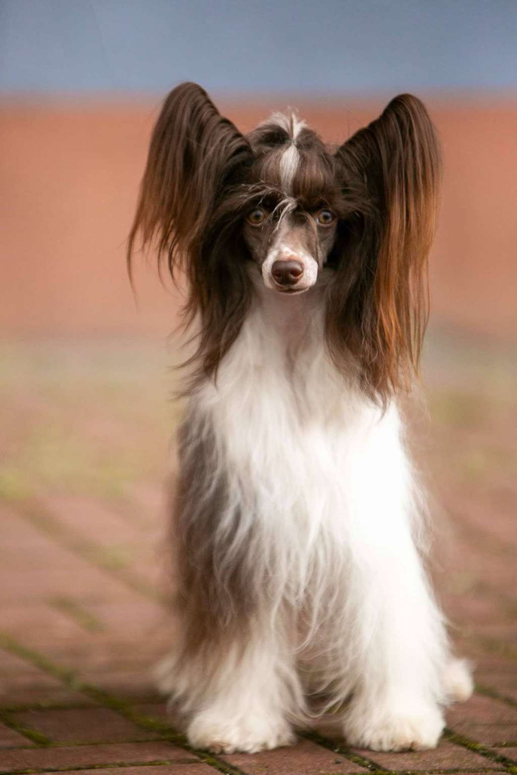 Julie Brune Furswood