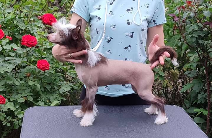 Je t'aime Barbie Furswood