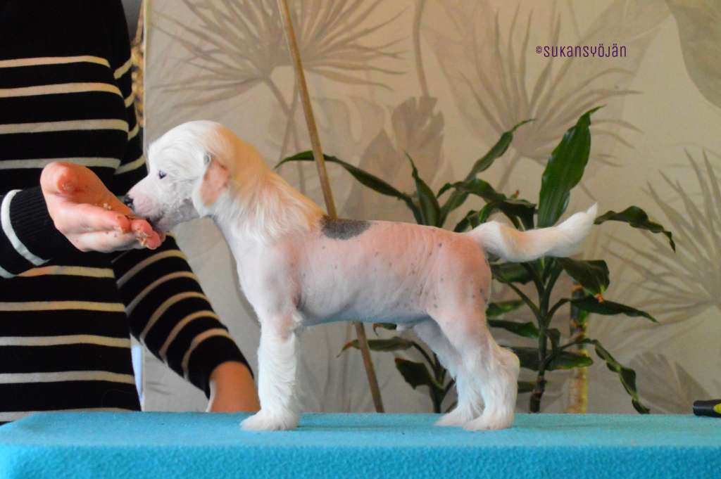 Sukansyöjän Add Sugar