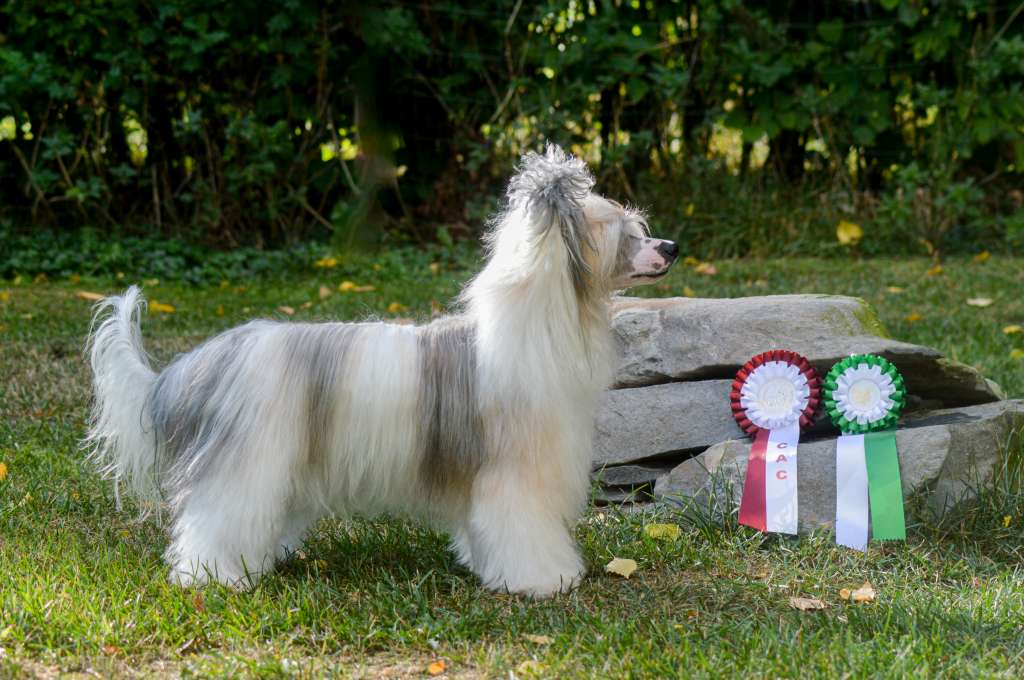 Sukansyöjän Ambrosia Dream