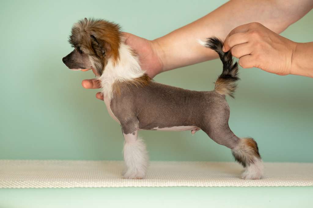 Lorita Star Talisman Udachi