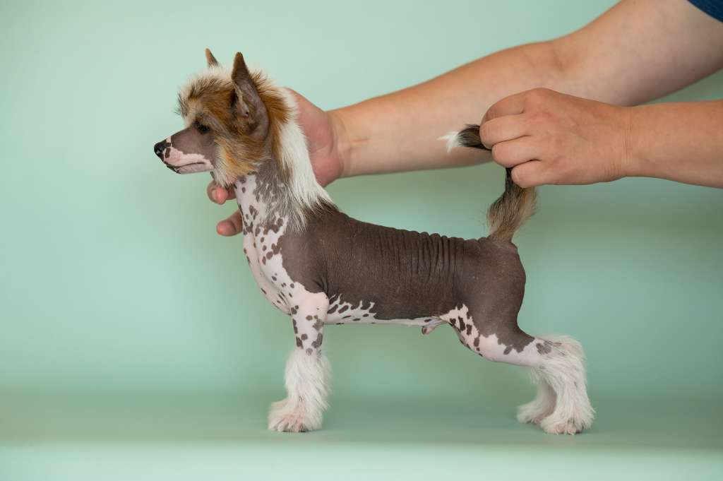 Lorita Star Terpkiy Aromat