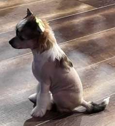 Crowned I've Got A Secret Lucille