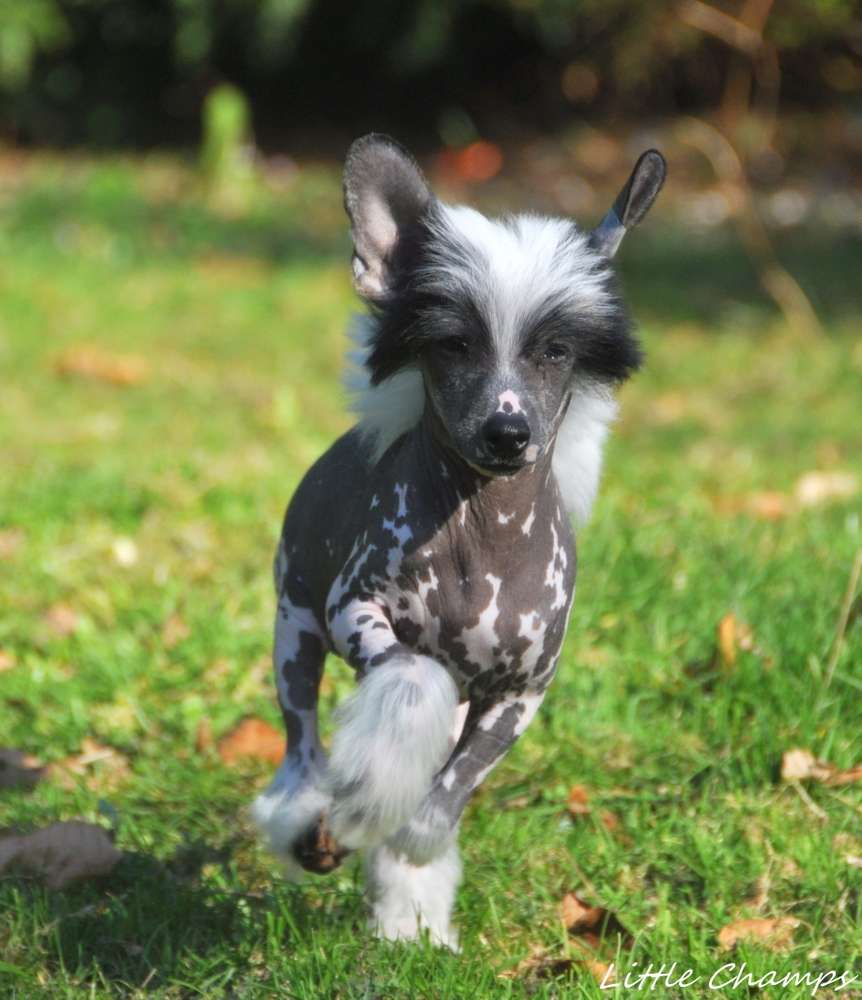 San Diego Little Champs