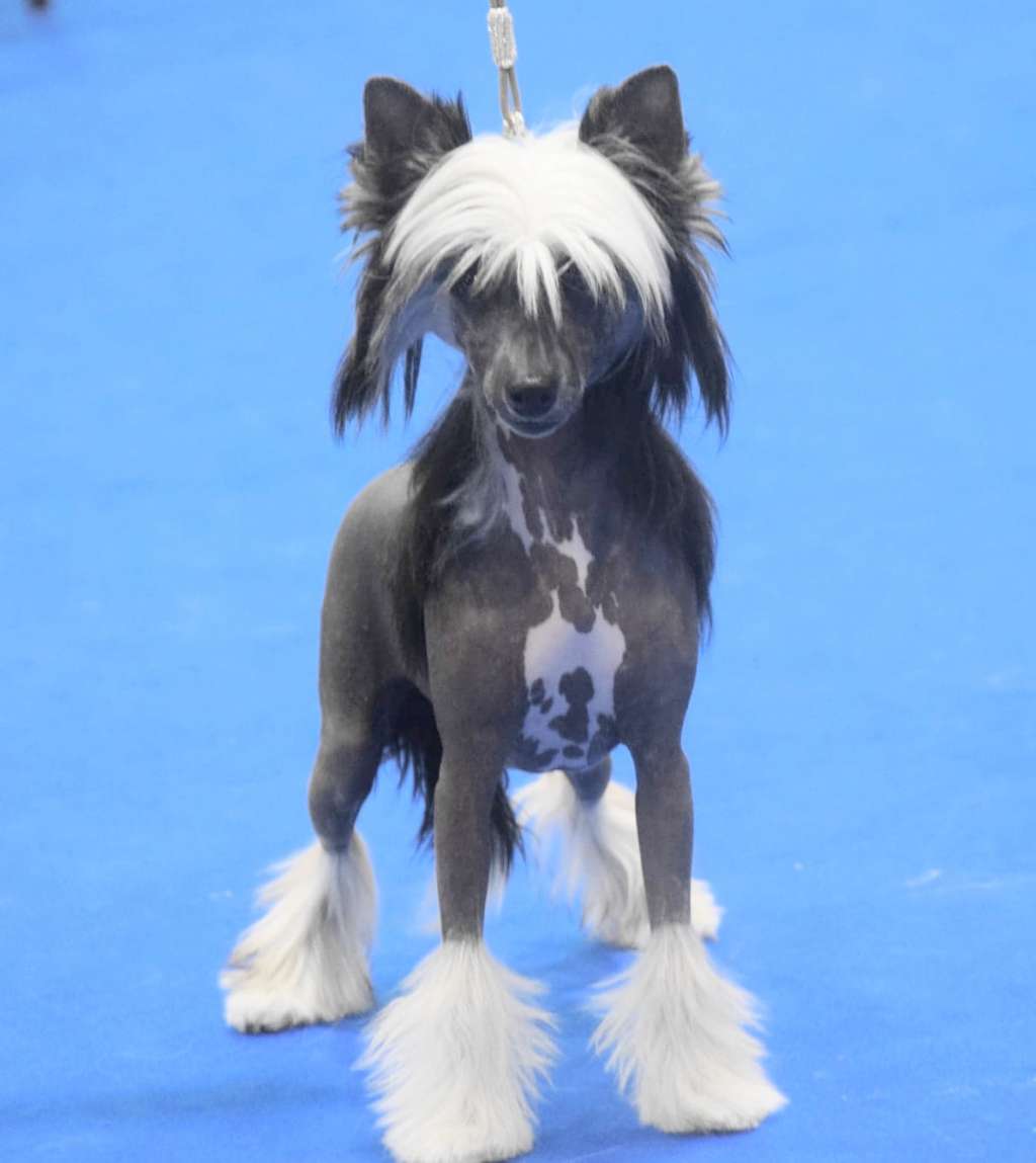 Santa Fe Little Champs