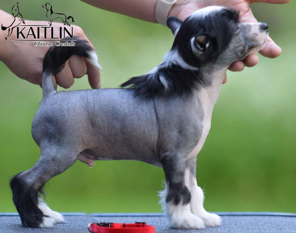 Kaitlin Cirque Du Finland