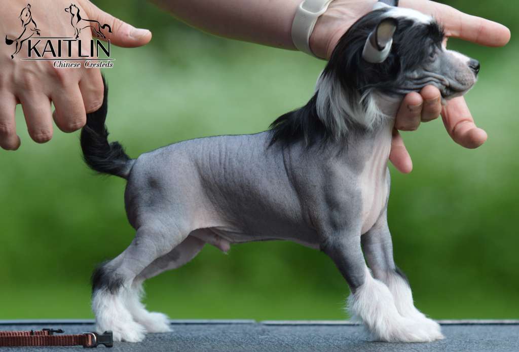 Kaitlin Cisco System Fatal Error