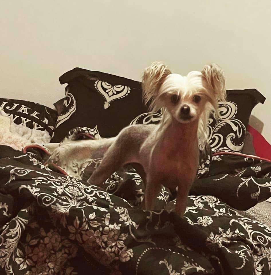 Faerydreamers Bad Moon Rising