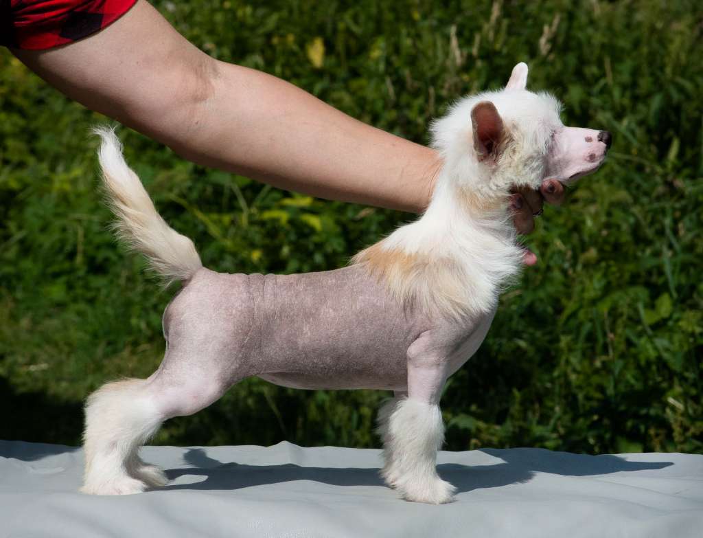 Apriori Vip Yelfreda