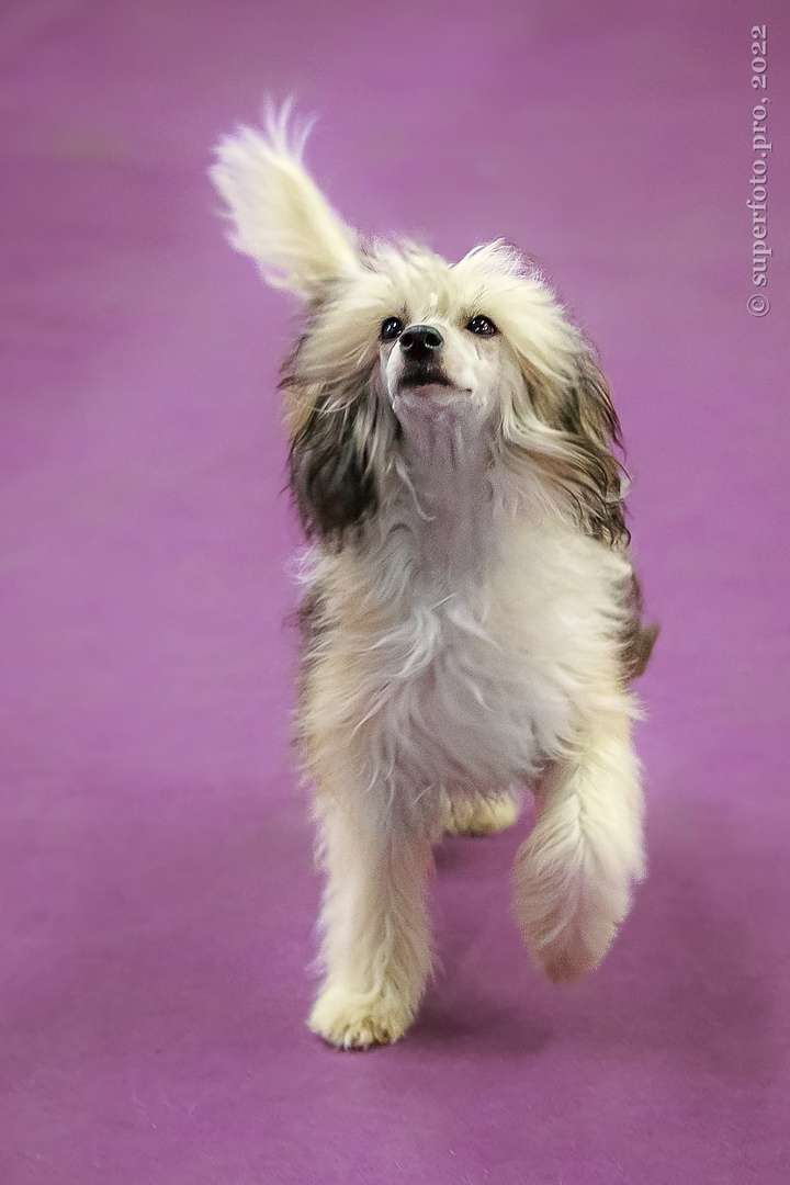 Apriori Vip Yernesta