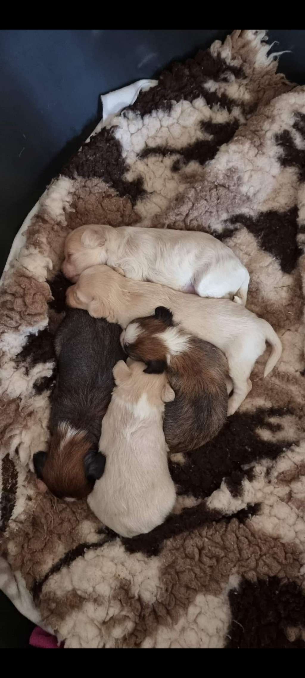 Myrnas Mignon Étoile Forever Extrem