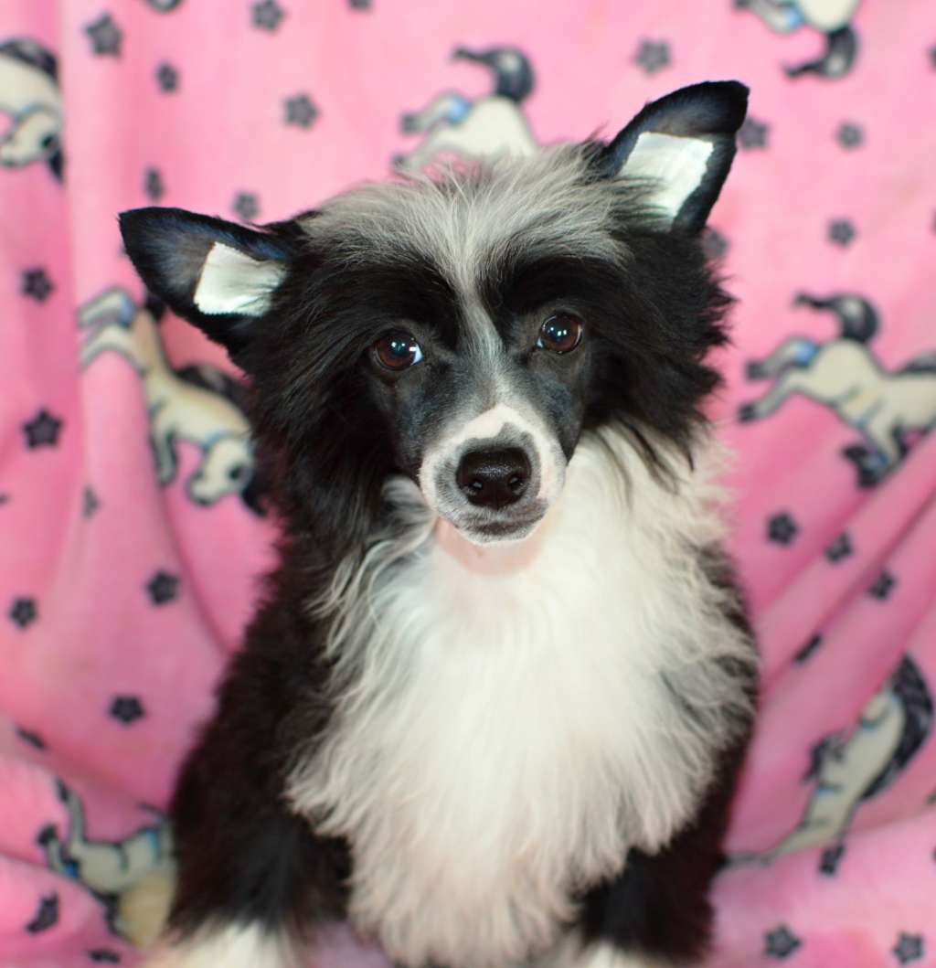 Ullie Amber z Andelovy dlane