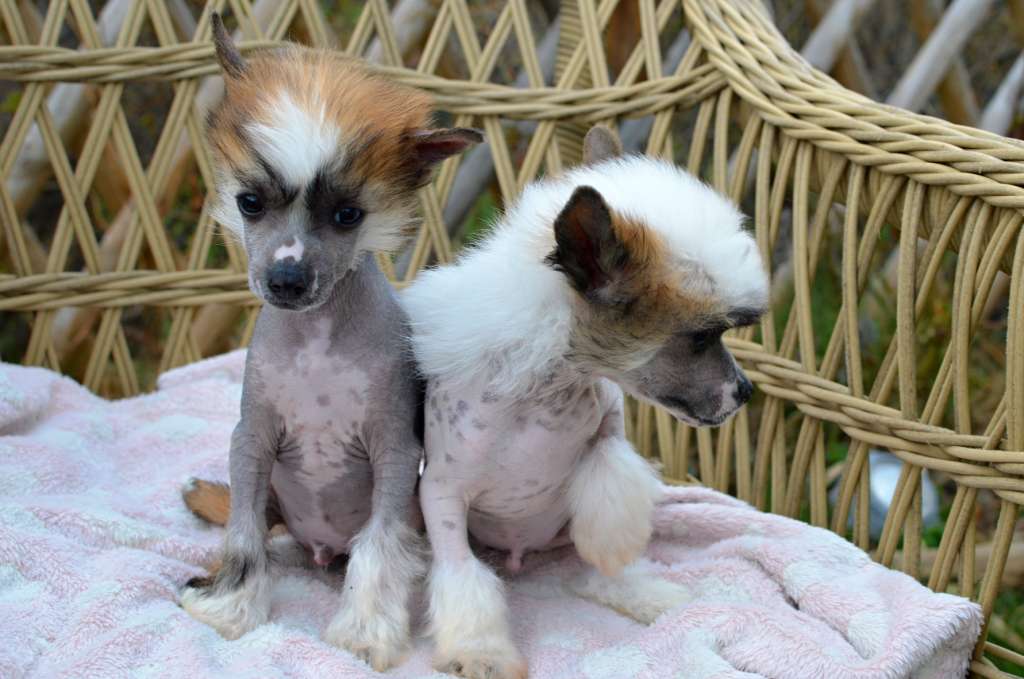 VIP Boy z Andelovy dlane