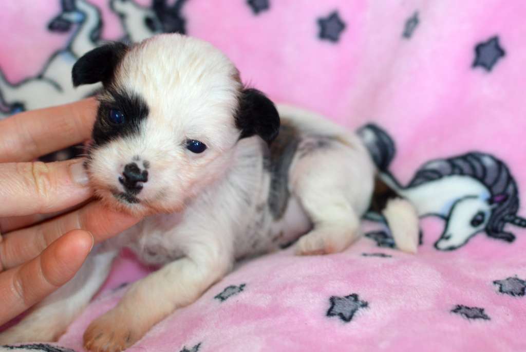 Valentino Rosi z Andelovy dlane