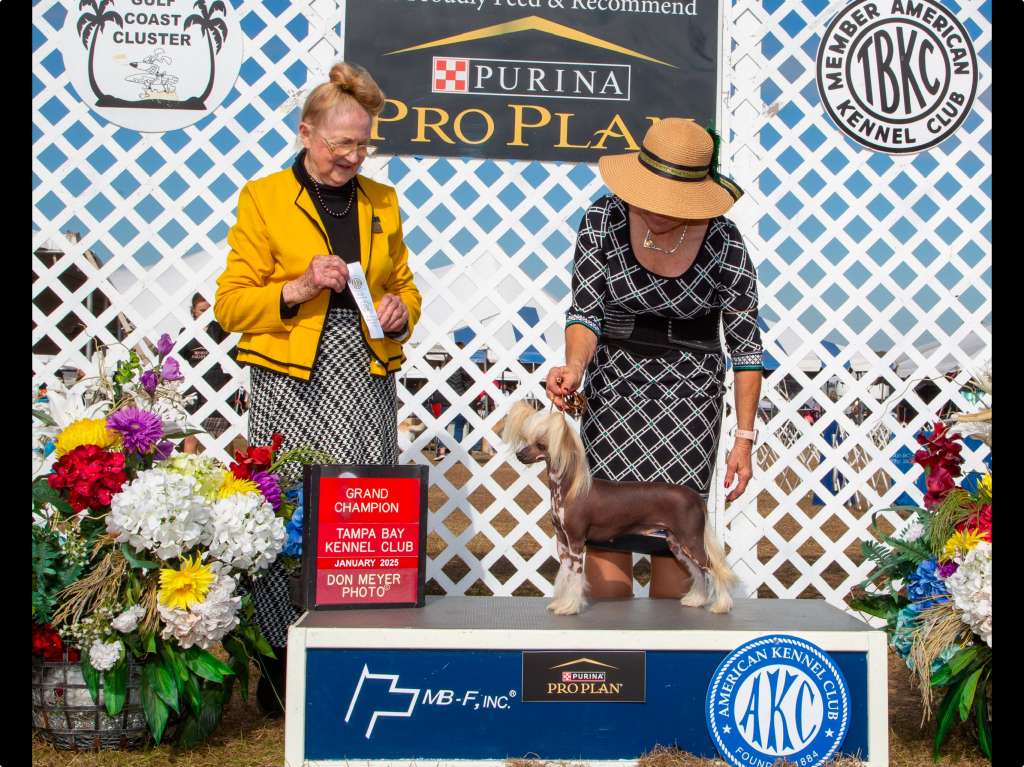 GCH Figlarna Etiuda Sasima fci