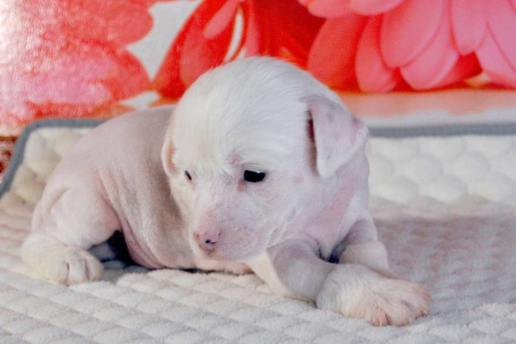 Ksolo Club Fartovyy Paren'