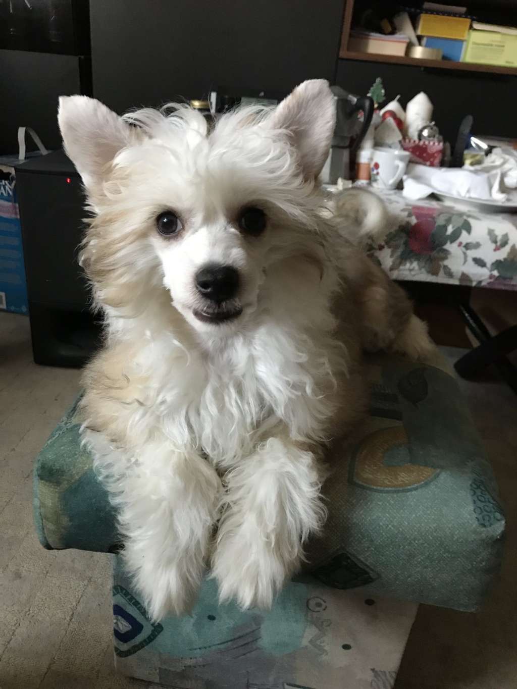 Cc Top Exclusive Floyd