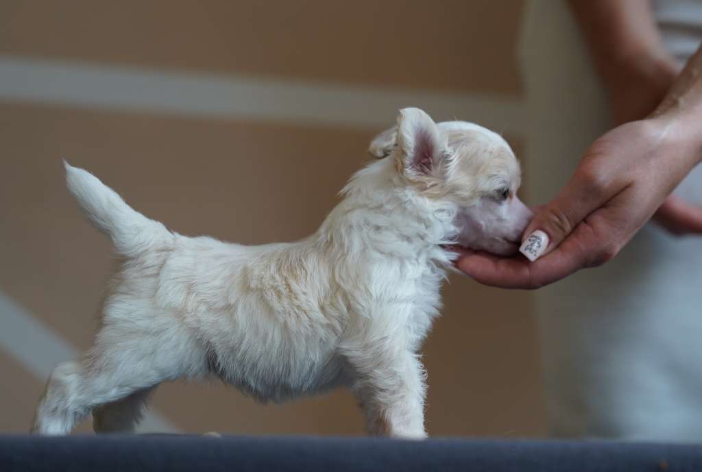 Licky Lips Open Your Heart