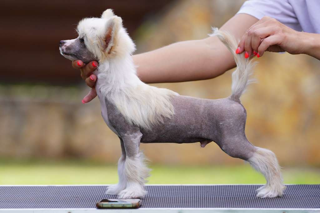 Licky Lips Opportunity