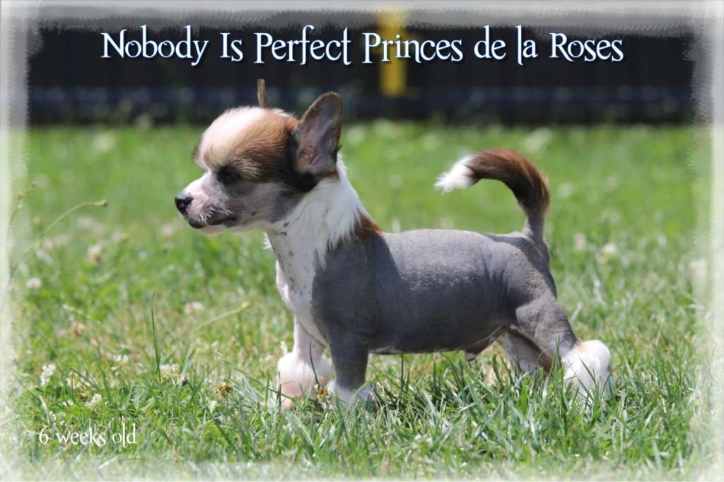 Nobody Is Perfect Princes de la Roses