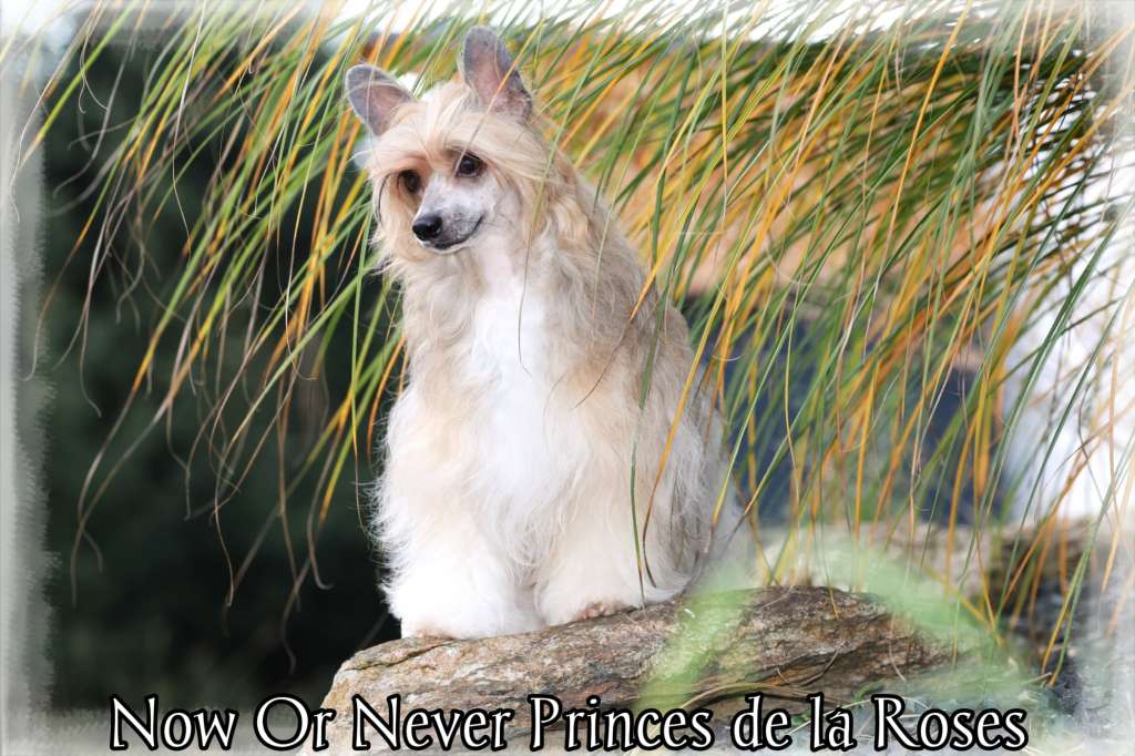 Now Or Never Princes de la Roses