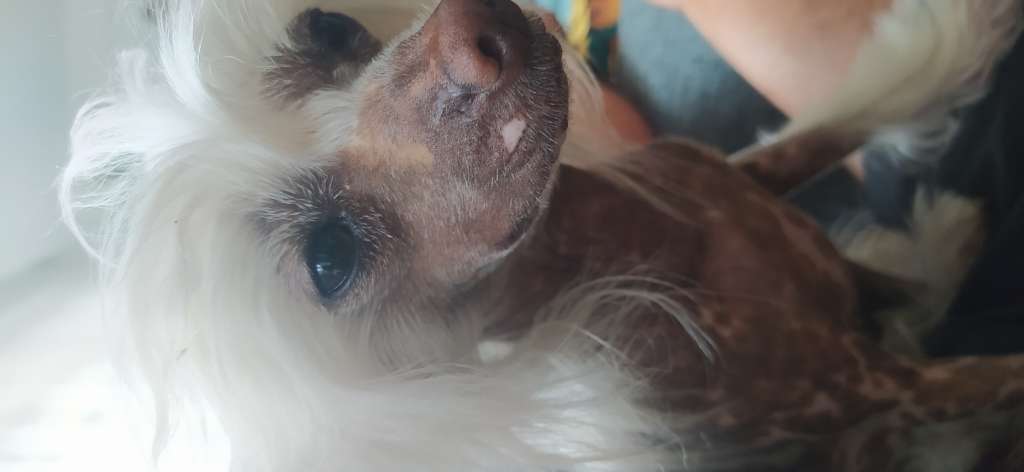 Isis Dneprovskoye Solntse