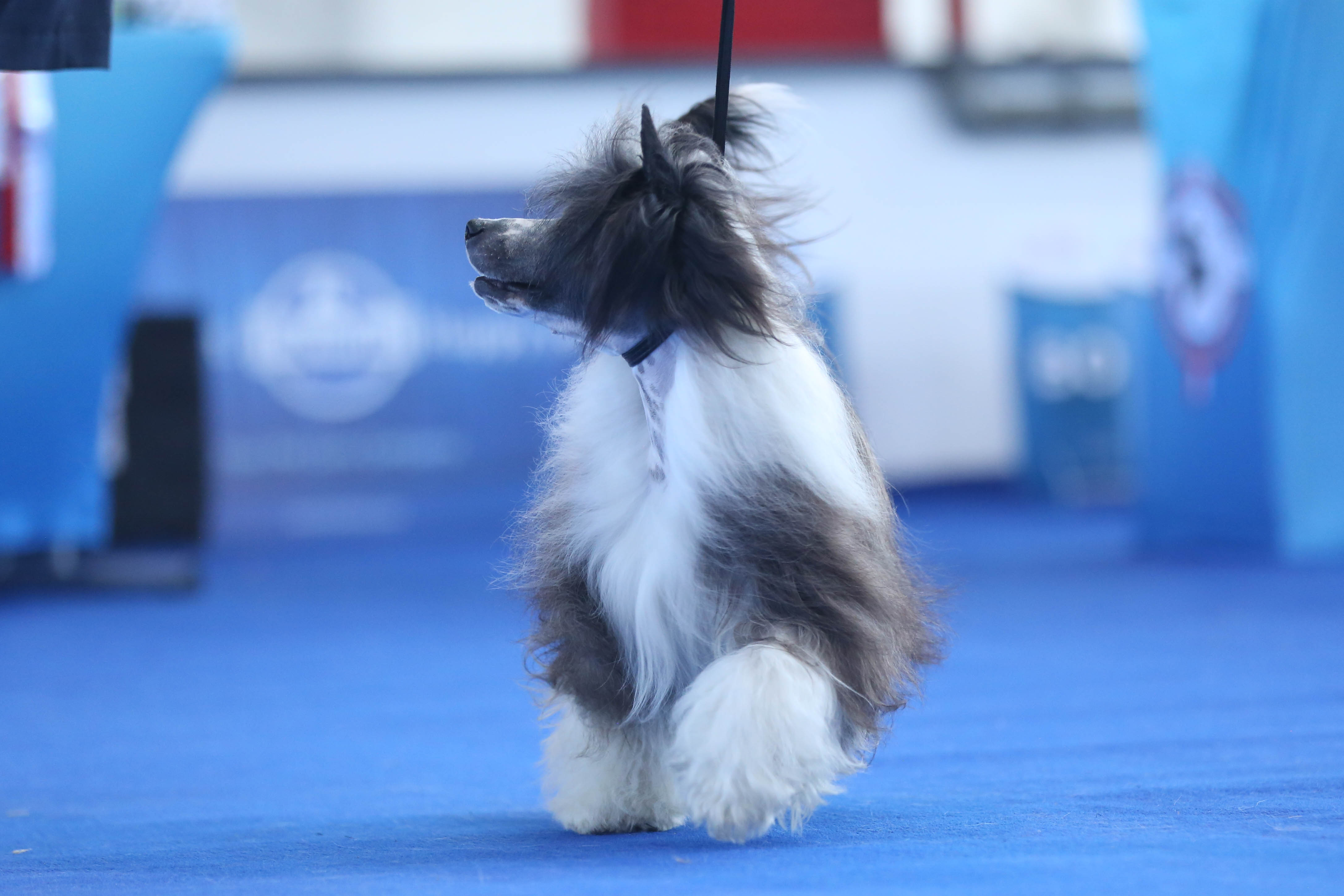 Maybell's King of Jokes