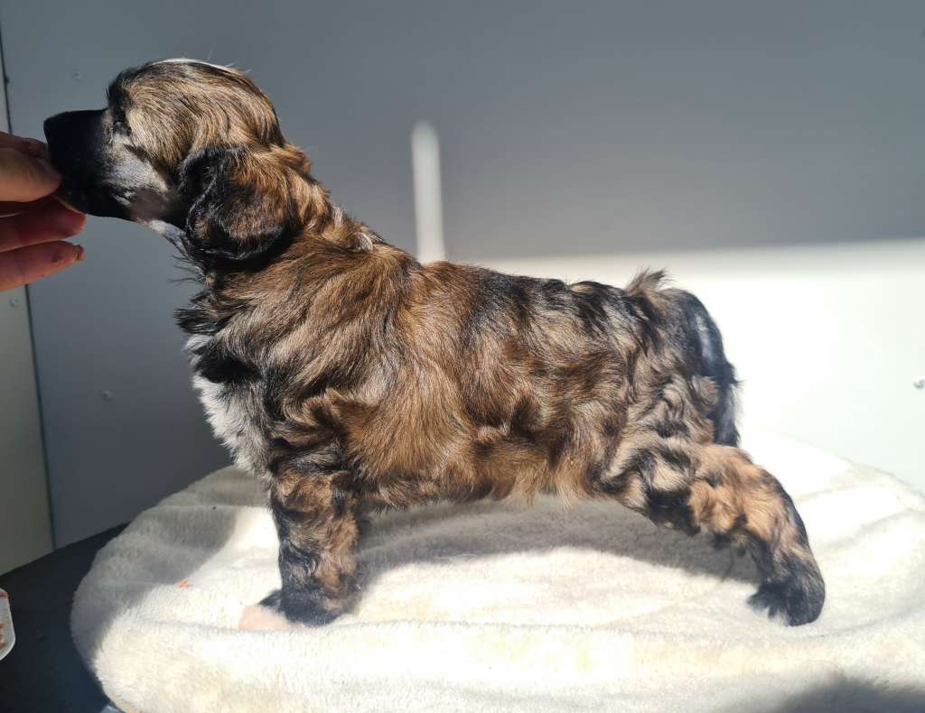 Lusiras Fuzzy Wuzzy Magic Cake