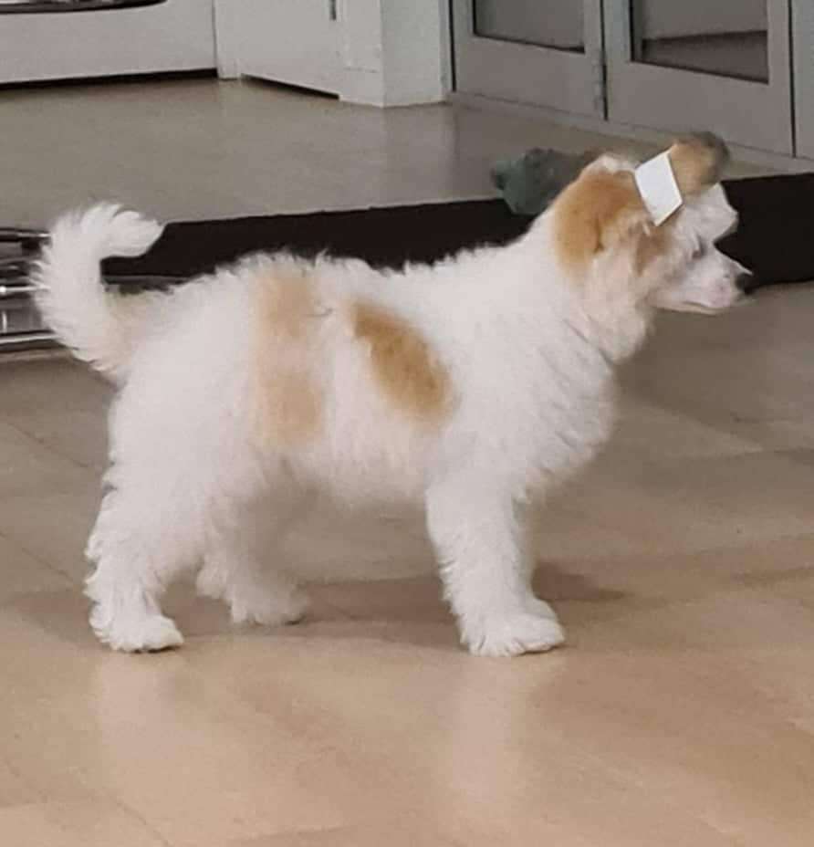 Koreke Sharp Dressed Man