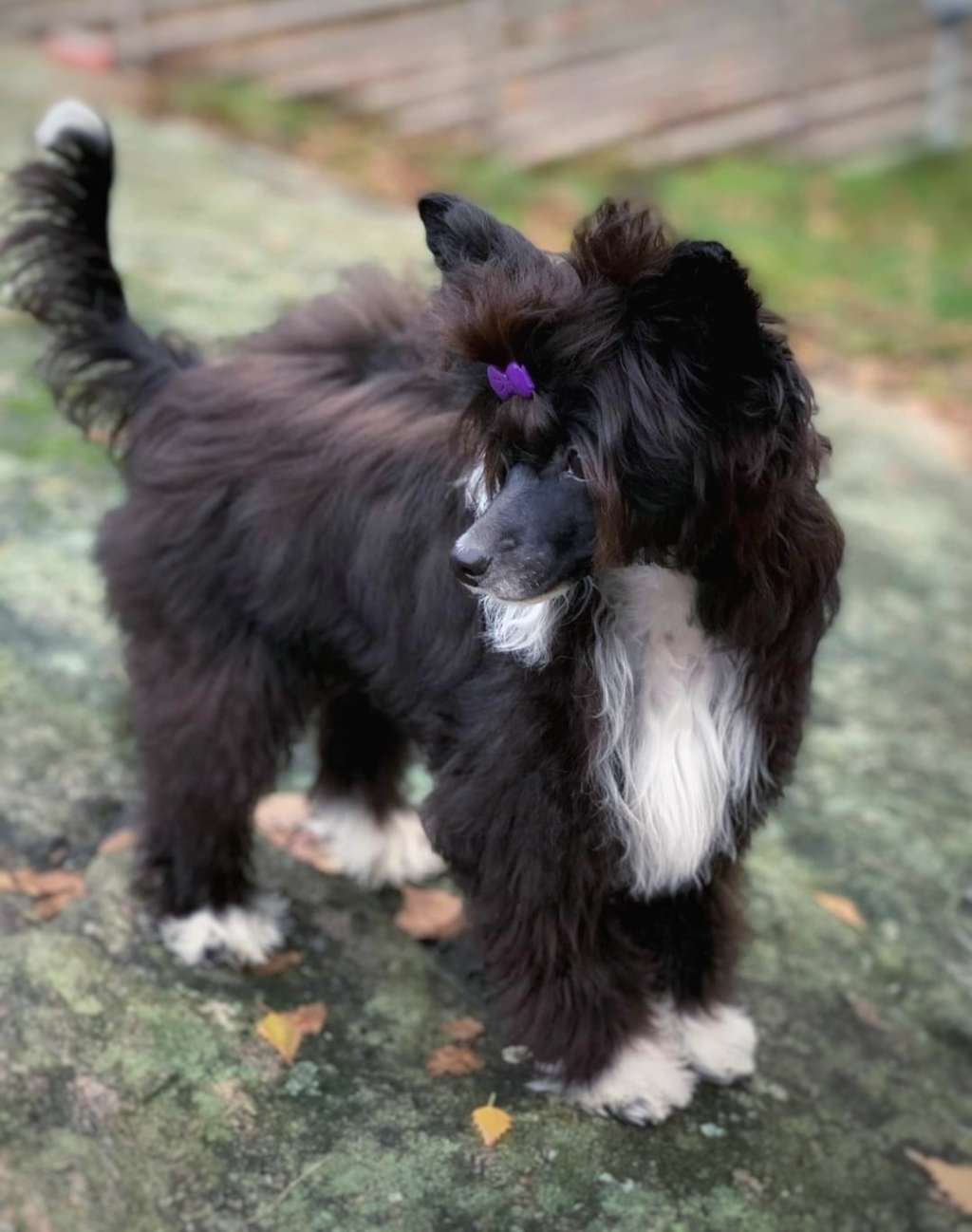 Exxiino's Excuse Moi