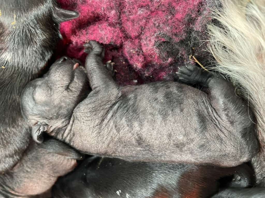 Hottie Tots Joy of Life