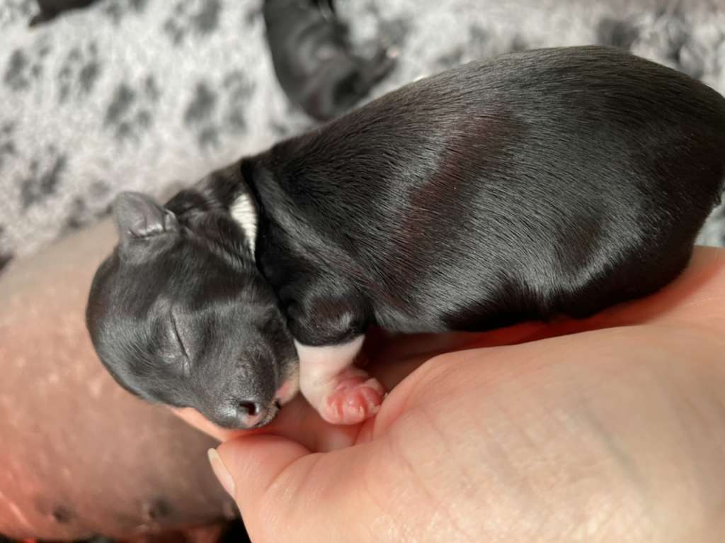 Hottie Tots Junebug Jelly