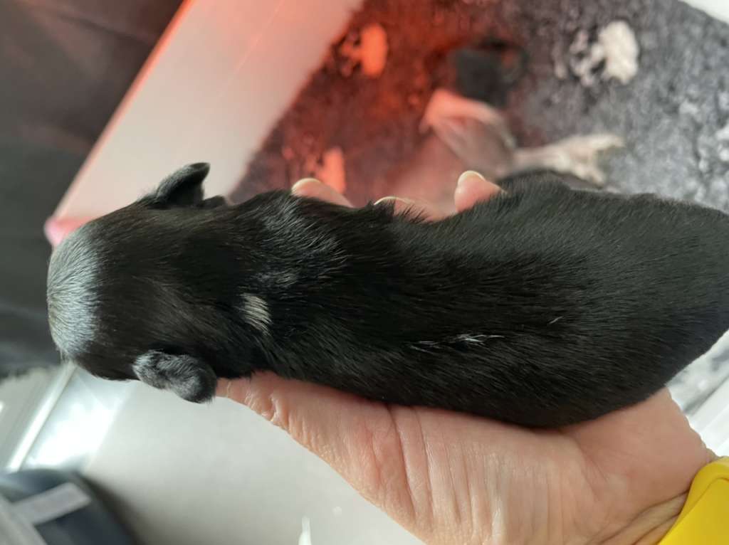 Hottie Tots Juggle the Jojo