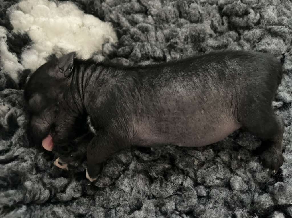 Hottie Tots Jackpot for Joker