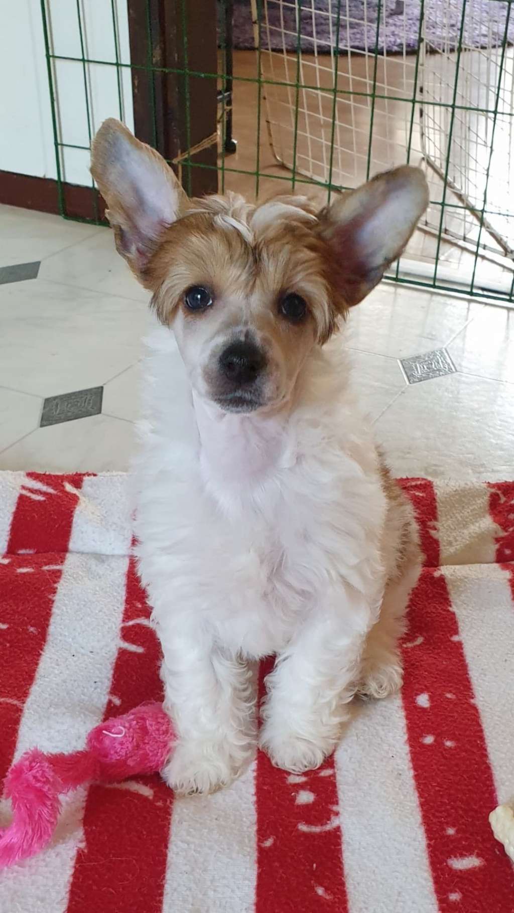 Ridgecrest's Just Adore Me