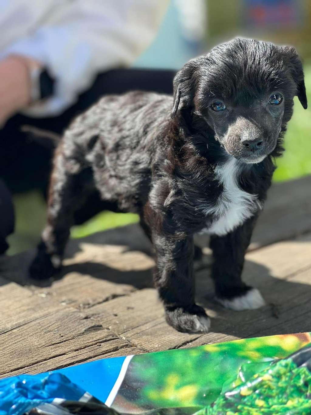 Swerotts Face The Red Carpet Grave