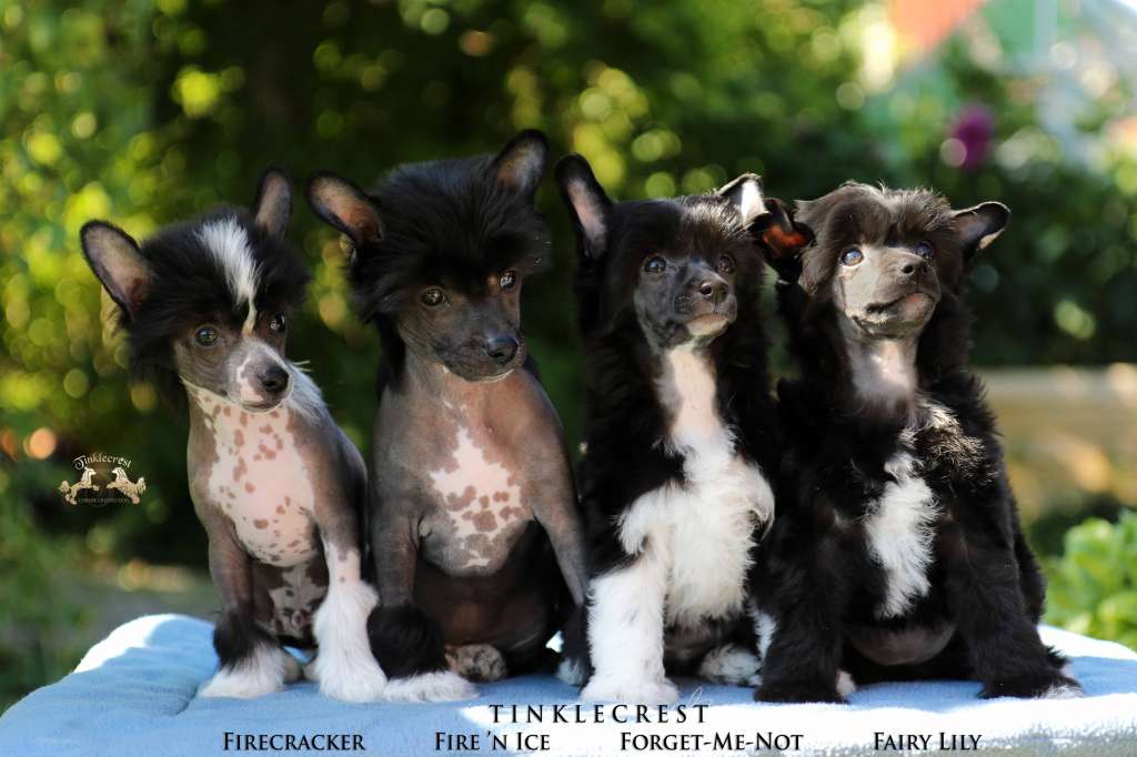 Tinklecrest Fairy Lily