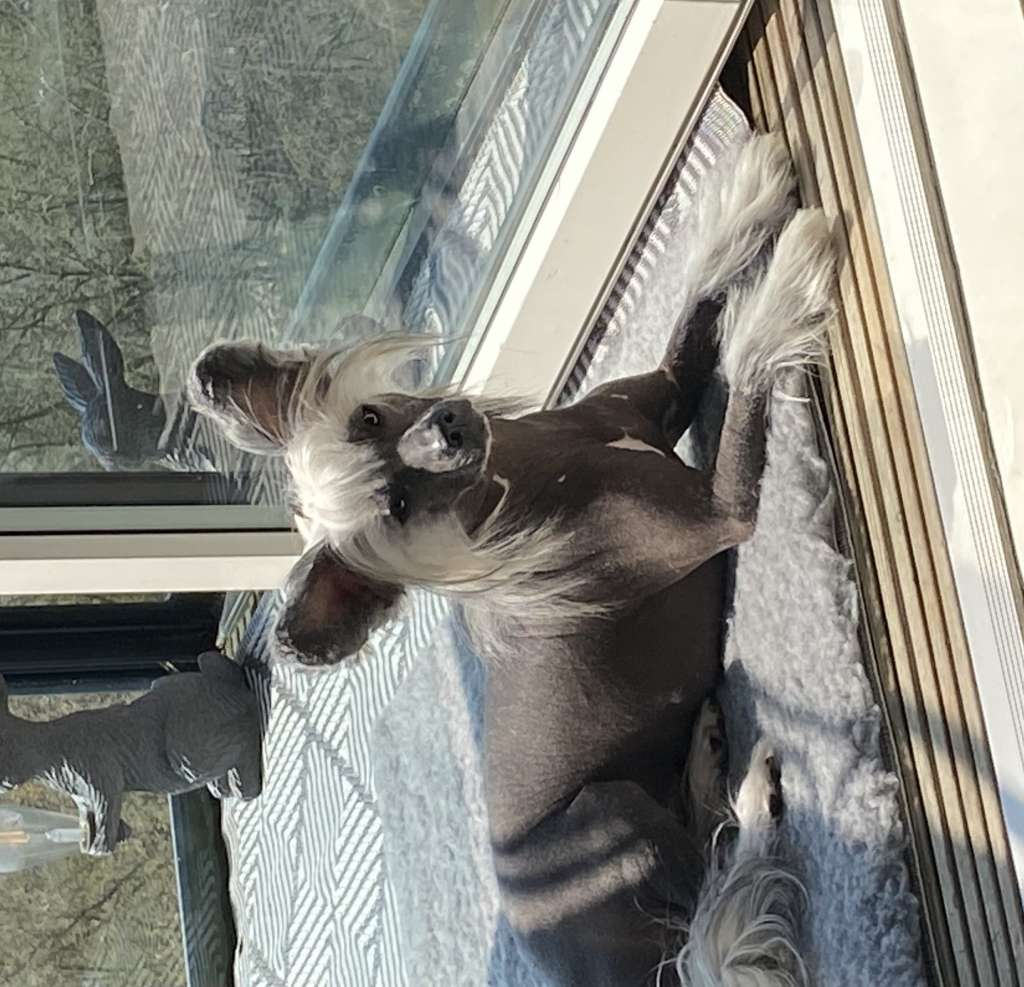 Takahime-no-mikoto Shadow Dog